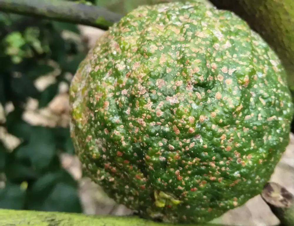 矢尖蚧:雌虫介壳细长,前端尖,后端宽圆,周围有白边,似缩小版的葵花籽.