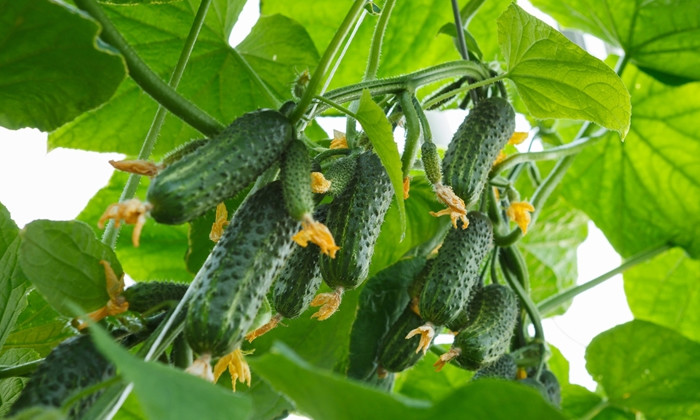 黄瓜|如何防止黄瓜“小老苗”现象？