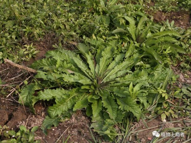 在開滿風花菜與無瓣蔊菜的長江邊,春光悄然已至