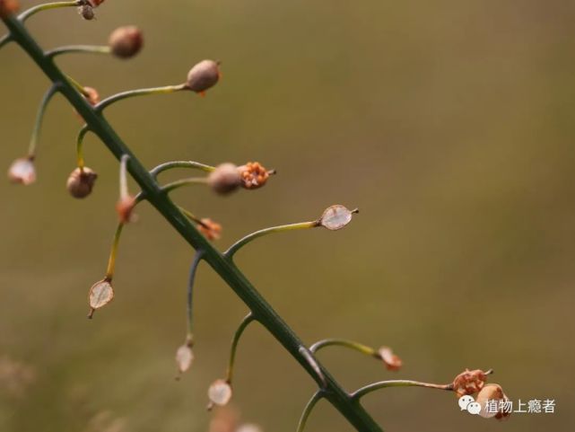 在開滿風花菜與無瓣蔊菜的長江邊,春光悄然已至