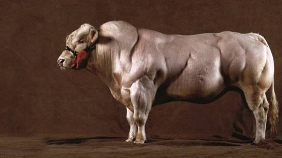 世界上最强壮的牛:满身肌肉堪比怪物,背后原因却让人心酸
