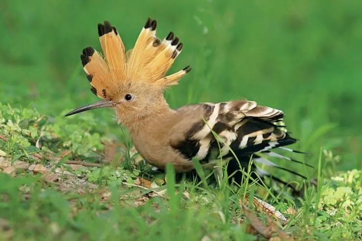 的纪录片《野性动物》里,曾描述最高颜值的戴胜鸟是瑞士稀有品种之一