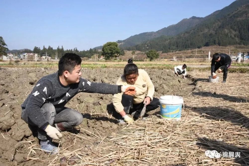 錦屏荸薺喜獲豐收農戶笑開顏