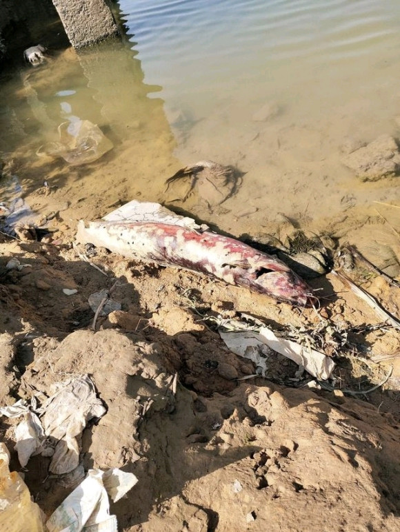 广东一河道出现大量死鱼,冻死的还是有人毒鱼?_腾讯新闻