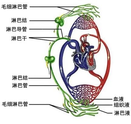 淋巴系統解剖Ⅰ