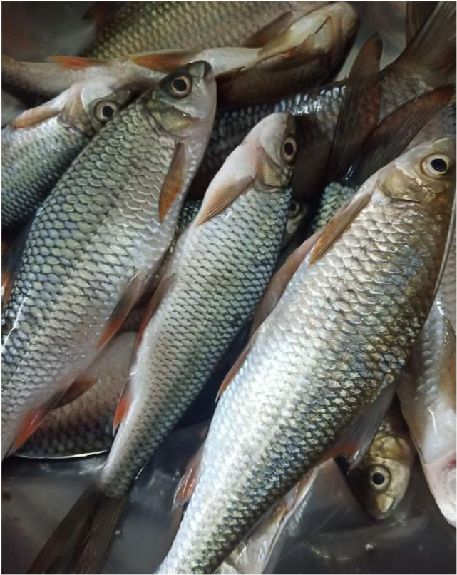 南方有一种鱼,让人钓一次就迷上钓鱼,是什么鱼呢?