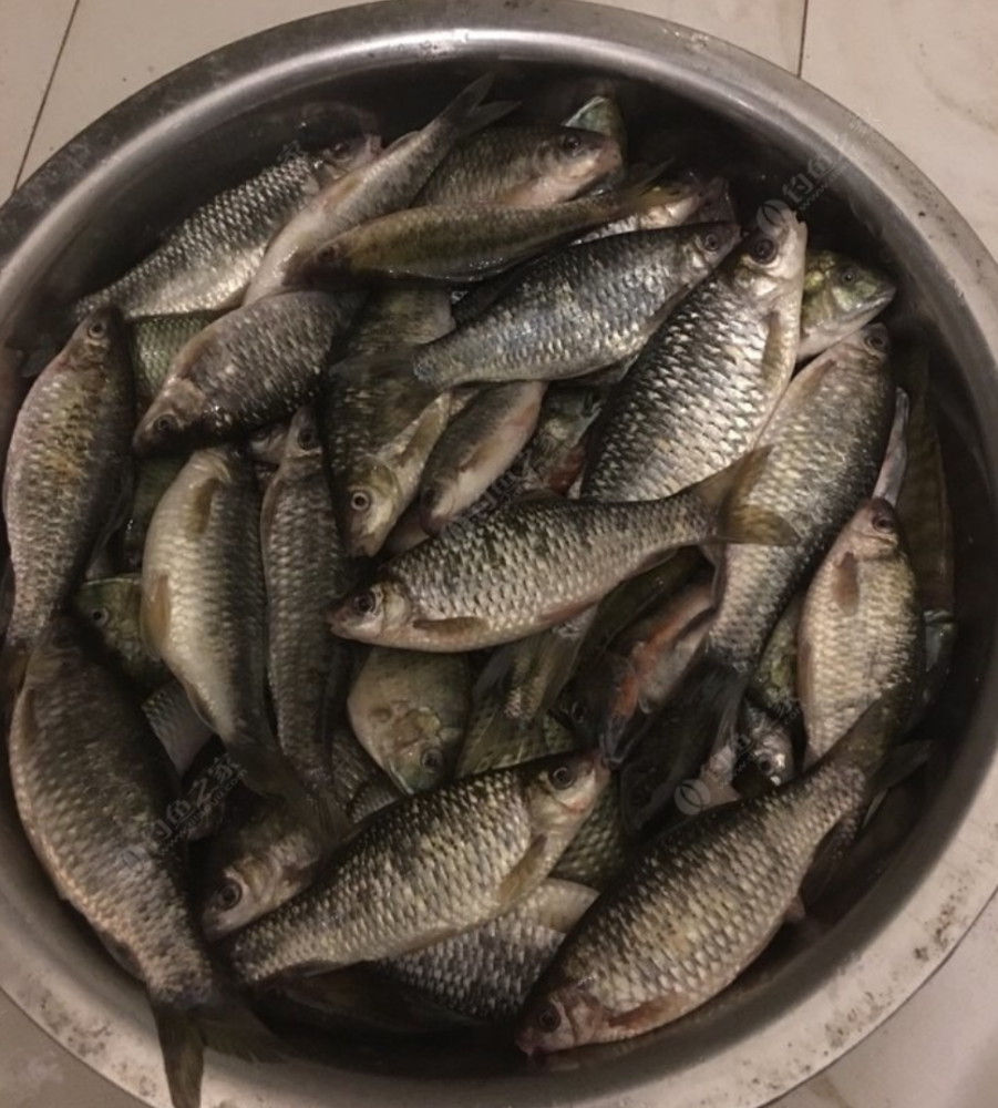 南方有一种鱼,让人钓一次就迷上钓鱼,是什么鱼呢?_腾讯新闻