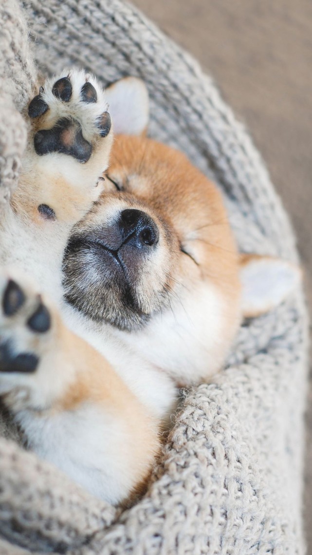 小可爱的眼睛水汪汪的,对它根本生不了气