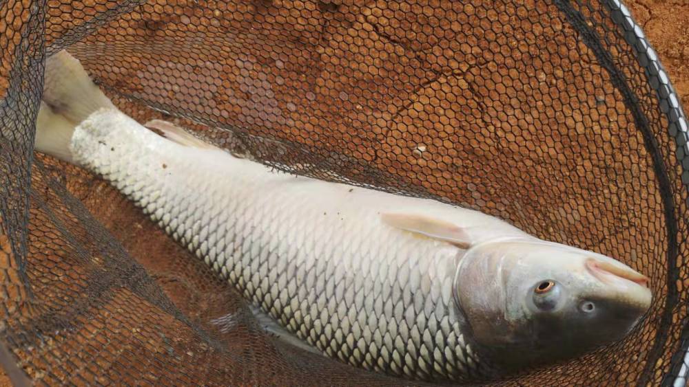 垂钓这三种鲮鱼都可以加花生粉,以及红薯粉和蛋奶的香气,加入用过