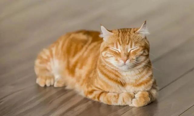 猫咪揣手手的行为背后隐藏着猫咪哪些心理