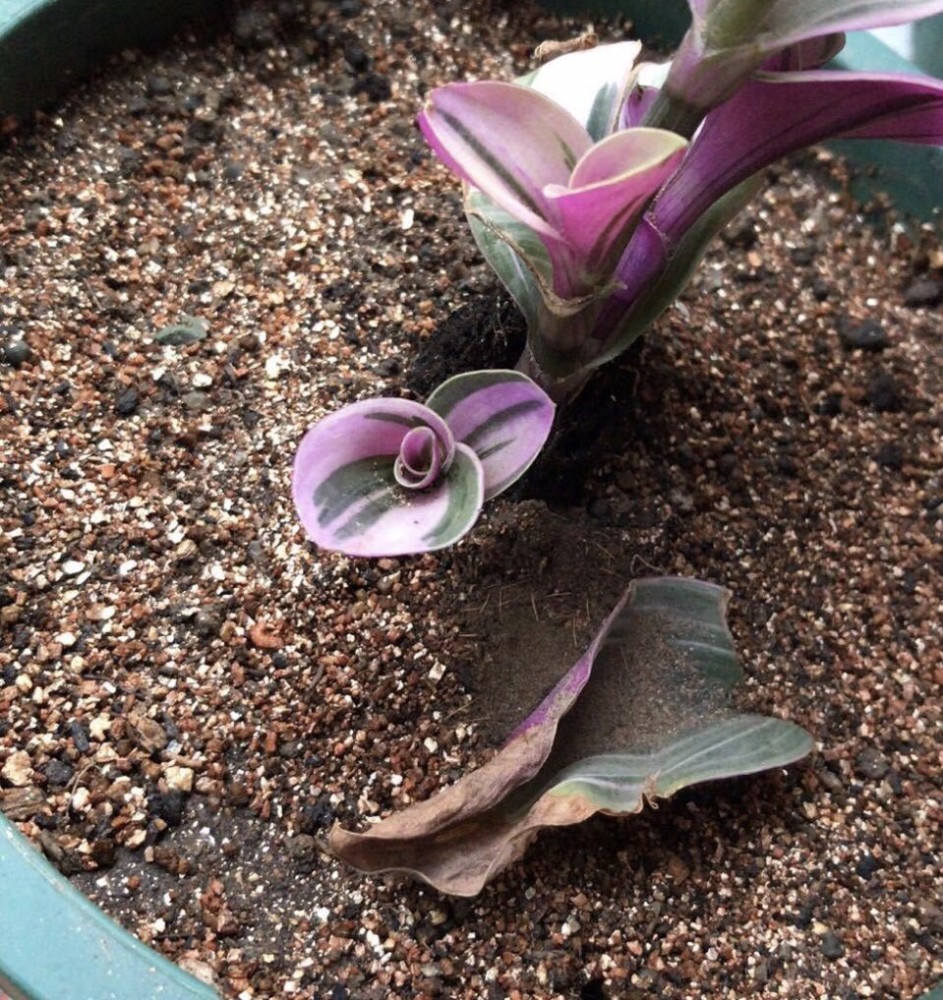 油画婚礼吊兰褪色怎么办告诉你2个原因2个解决办法