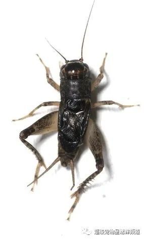 超级宠物星蟋蟀频道才能做得更好!