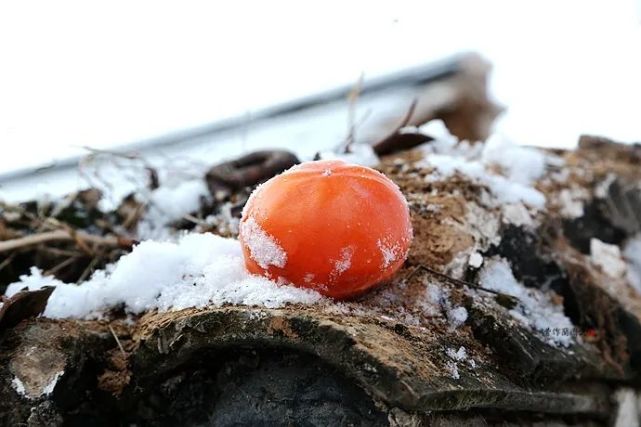 一方水土:这条沟的柿子一直不摘,雪打红柿特别美