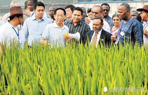 研究"海水稻"可以解决哪些问题?