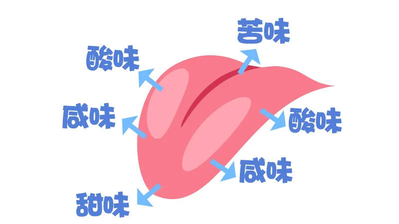 味蕾分布图片