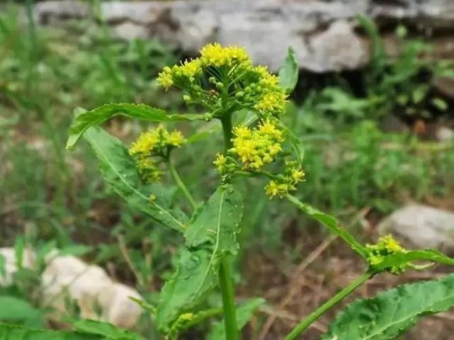 一种时令野菜 风花菜 风花菜 野菜 莱菔子