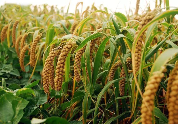 农谚"大寒一夜星,谷米贵如金",什么意思?道理在哪?_腾讯新闻