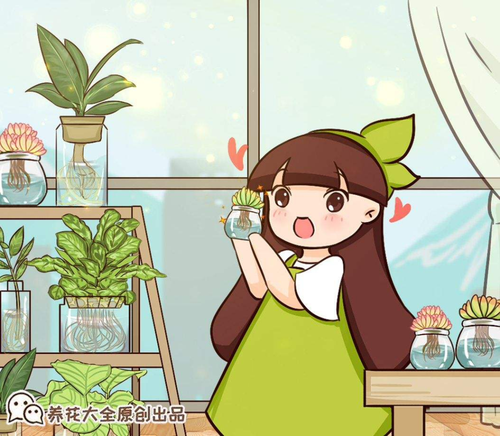 水培植物的最爱,往水里滴一点,不黄叶不烂根!