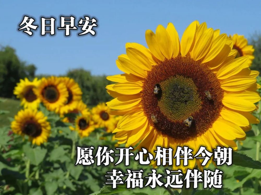 精致美好的早安励志句子冬日免打字早上好问候表情图片