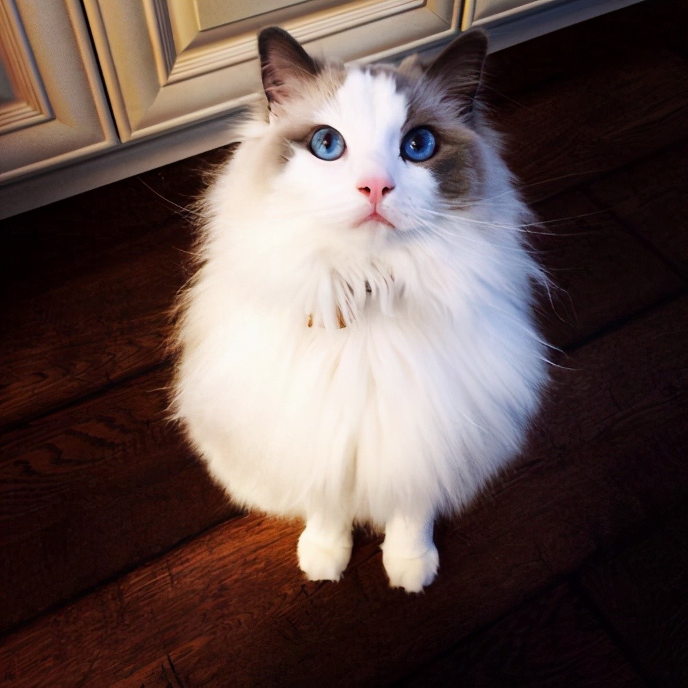 6种超级粘人爱主人的猫咪,养了它们以后你就别想独自呆着了_腾讯新闻