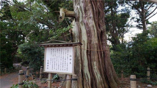 后来扶桑国变成了日本的古称,而神树的说法也流传到了日本.