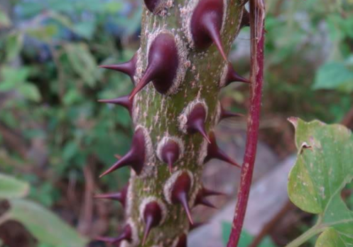 这东西古人把它当辣椒吃如今掉一地没人捡价值很高请珍惜