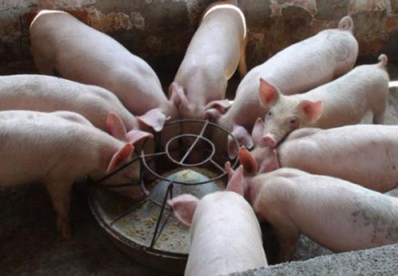 养猪喂料选择"好方法",不仅节省饲料,还能使猪长得快!