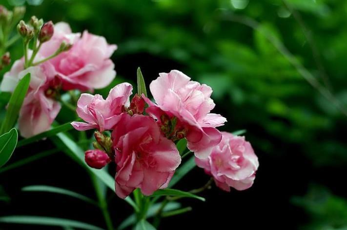 1月下旬开始 财运一路发到底 吉星近身 金玉满堂的生肖 腾讯新闻