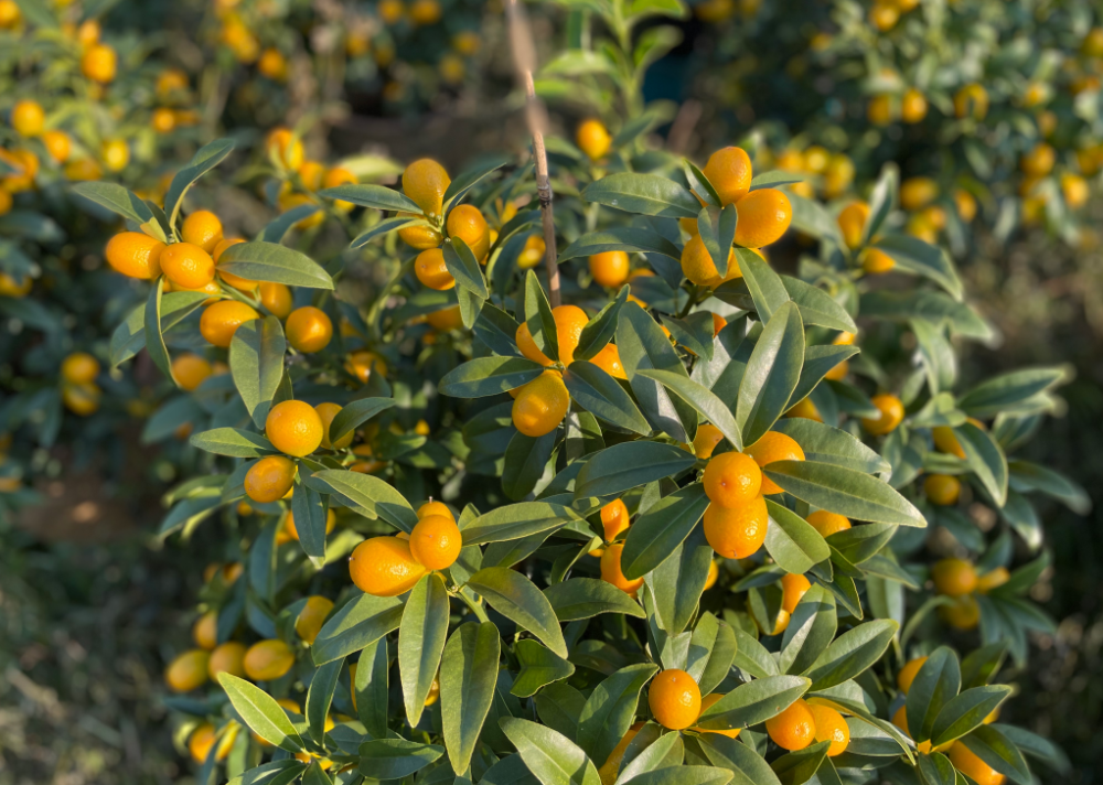 年桔品种让人感受到丰收的喜悦生机勃勃的景象金黄的年桔密密麻麻地挂