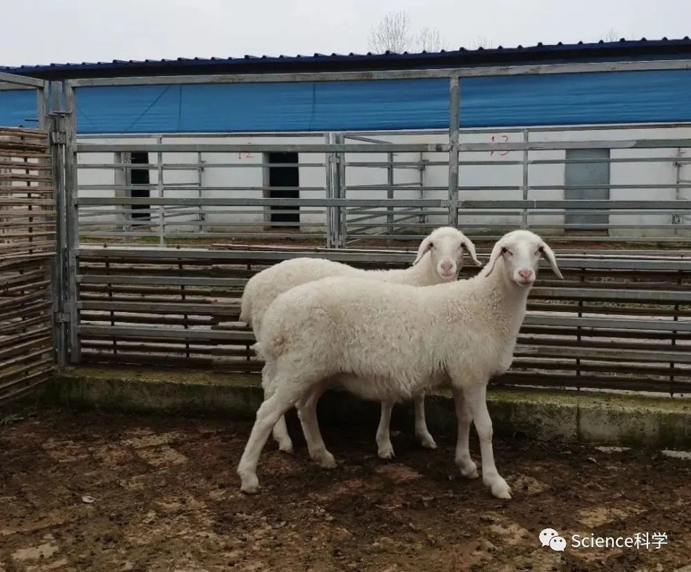 科学家用基因编辑技术提高湖羊的产肉性能