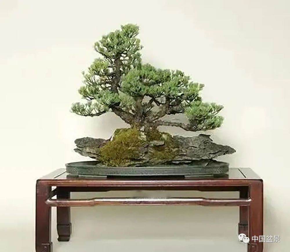 盆景翻盆的方法年限和技巧