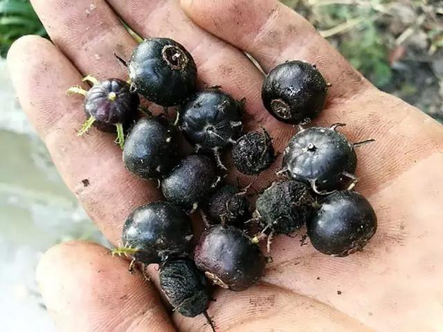 俗称红参果儿时当零食吃今成高端水果一斤60元可种植吗