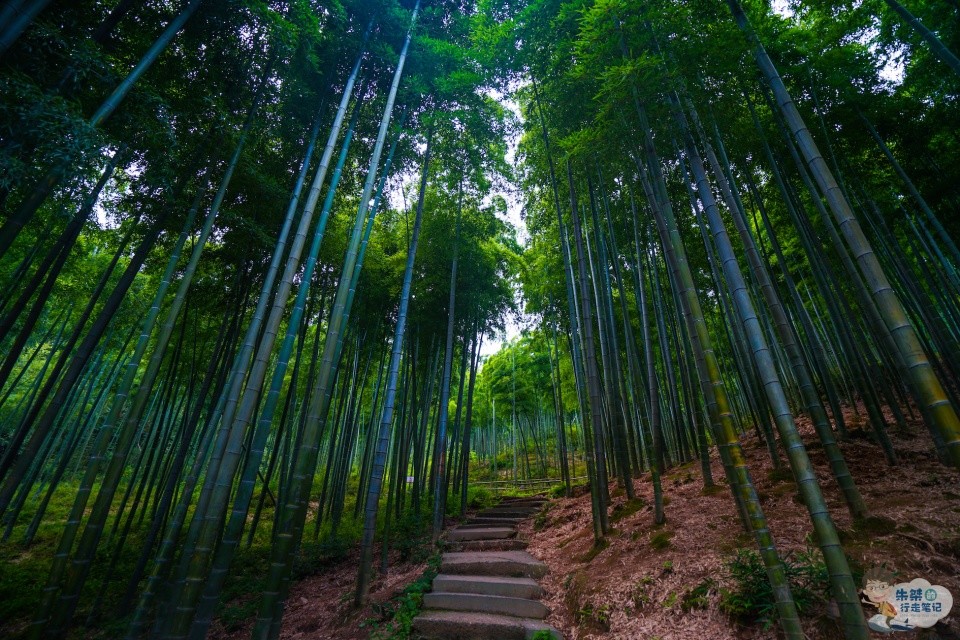 因電影臥虎藏龍竹林打戲在此取景而名聲大噪的中國大竹海