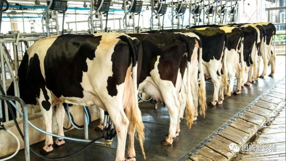 奶牛为什么能一直产奶一生都在被榨取其实它们的牛生很悲催