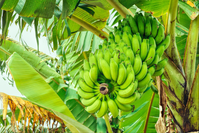 这个香蕉品种也就是我们如今经常吃的香蕉,它叫香芽蕉,也叫卡文迪