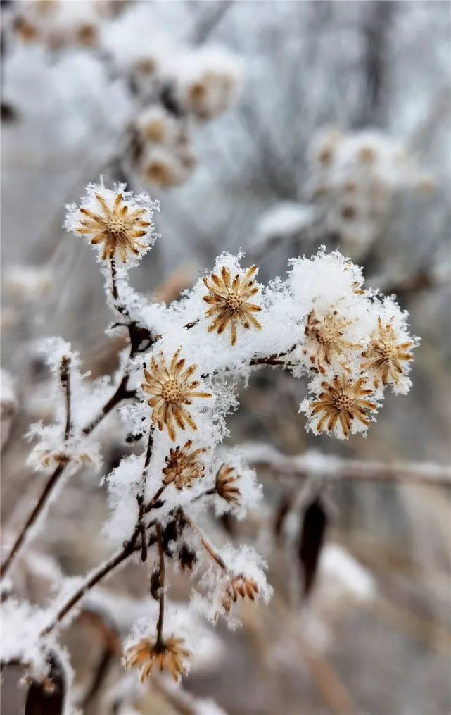 下雪啦~第一场雪2021年的1月17日,玉屏迎来2021年第一场雪,雪花飘飘
