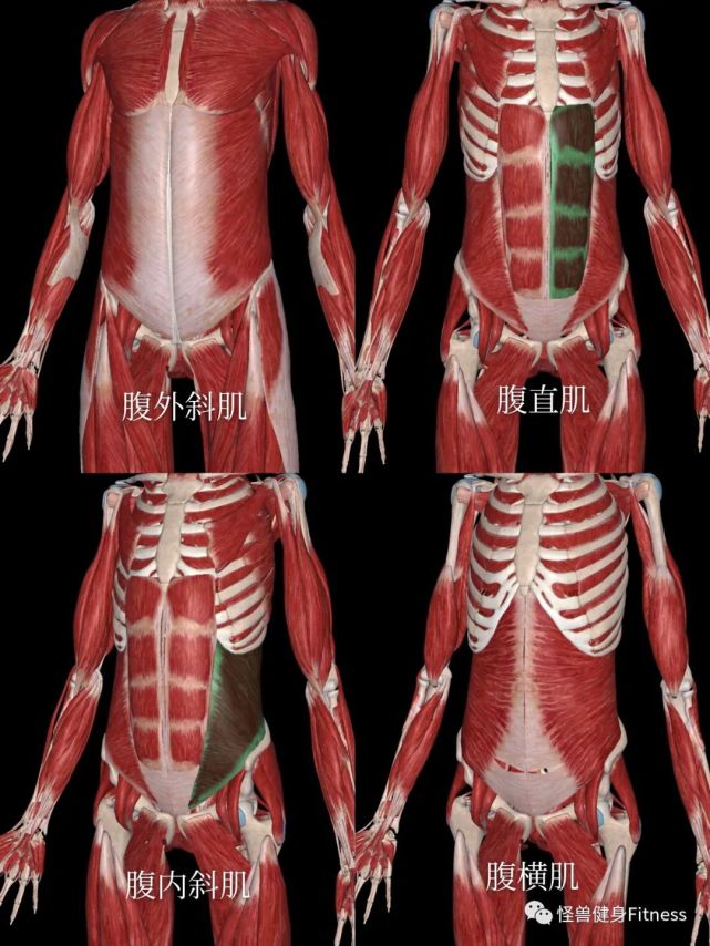 库克的弹力带核心训练计划