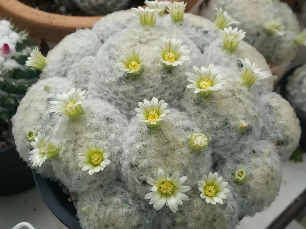 9种开花特别好看的仙人球适合养成阳台盆栽