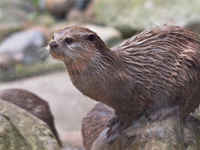 色达发现水獭趴在冰上吃鱼吓跑来偷鱼的赤狐还与豹猫争洞穴