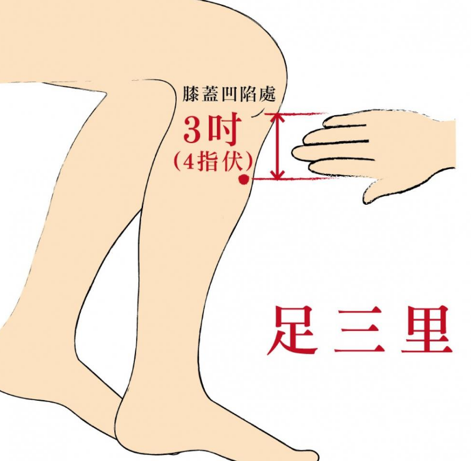 1,足三里是足阳明胃经之合穴,阳明经多气多血,按摩或艾灸足三里可以