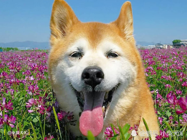 19岁长寿柴犬的奇迹 主人到底做了什么令他依然如此健美 柴犬 栗子 狗狗