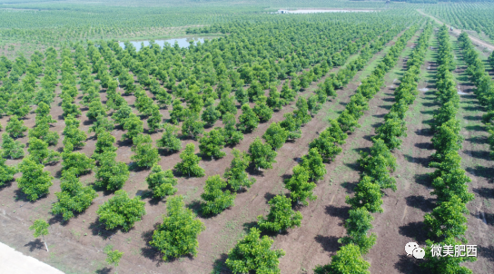 乡村振兴安徽肥西小小碧根果富民金种子
