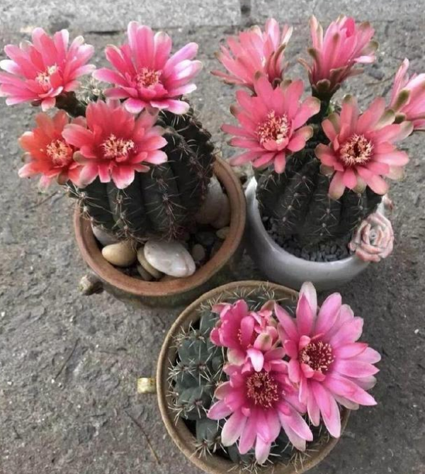 容易开花的8种仙人掌 个个开花娇艳 好养易管理 鸾凤玉