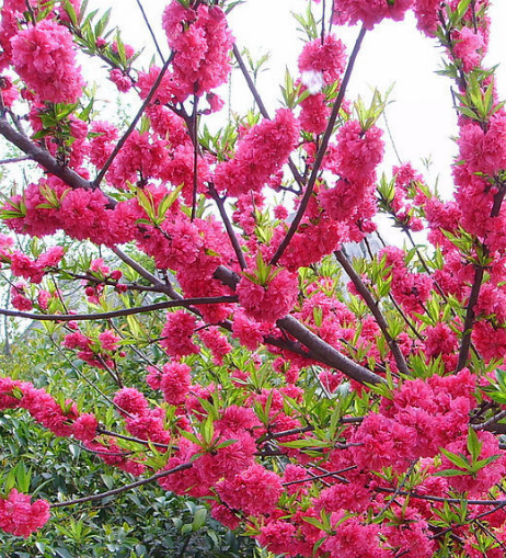 1月下旬起 4属相吉星降临 福禄满满 事事如愿 大吉大利 腾讯新闻