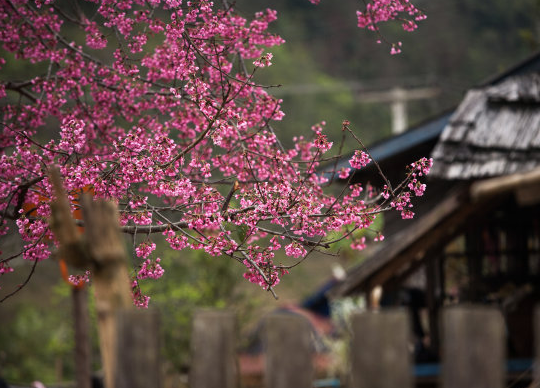 1月下旬起 4属相吉星降临 福禄满满 事事如愿 大吉大利 腾讯新闻