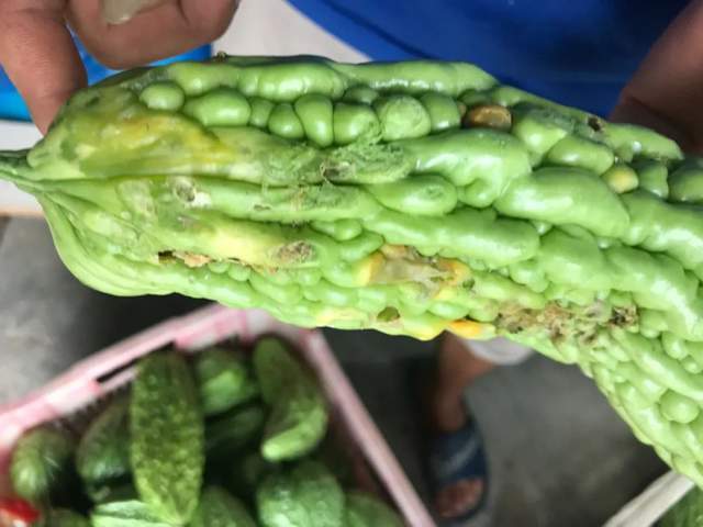 苦瓜细菌性角斑病是一种分布较广的常见病害,发病率在30%~50%之间