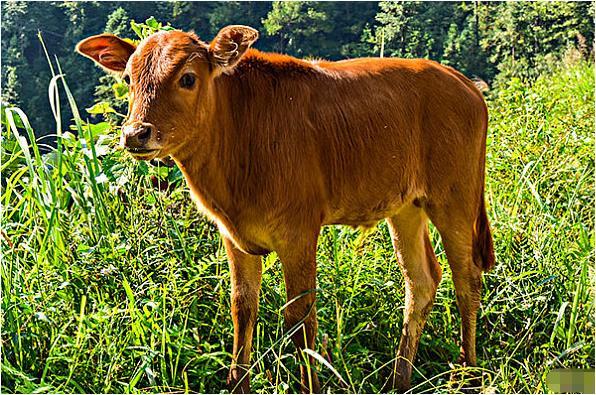 牛牛牛的晚年宿命一切都是上天注定知命还是认命