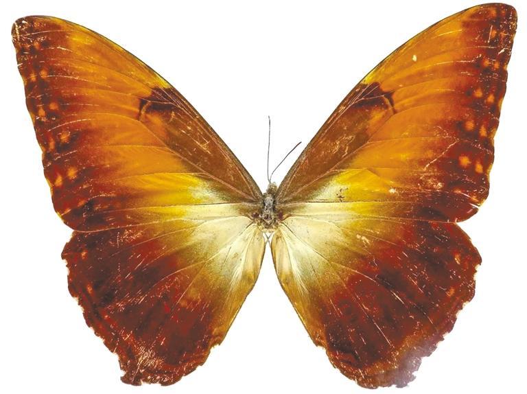 认知馆丨国蝶你知道几种