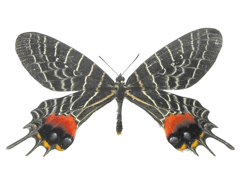 関西昆蟲学会々報（1930～50年） 昆虫・蝶・甲虫 - 自然科学と技術