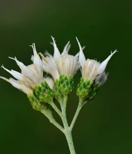 毛建衛,沙如意教授關於扁桃斑鳩菊(南非葉)酵素的最新研究